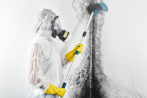Best Mold-Related Health Consultation  in Northwest Harbor, NY