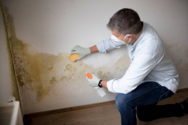 Best Mold Damage Restoration  in Northwest Harbor, NY